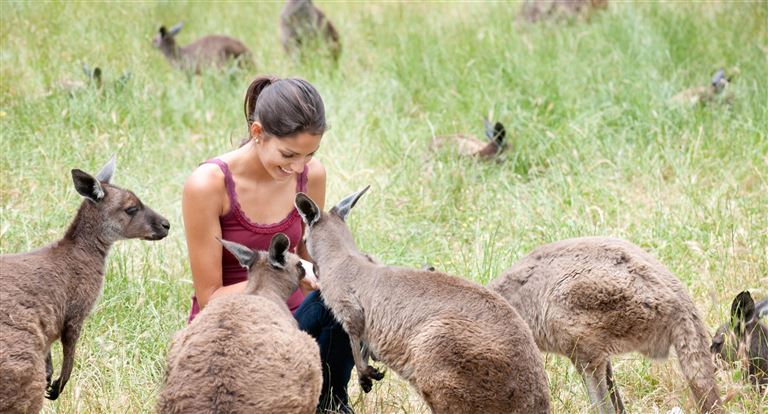Känguru-Hüpfer ©4FR/istock